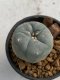 Lophophora williamsii 4-5 cm 7 years old seed ownroot flower seedling ロフォフォラ　烏羽玉　仔吹き　サボテン