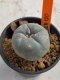 Lophophora williamsii 4-5 cm 7 years old seed ownroot flower seedling ロフォフォラ　烏羽玉　仔吹き　サボテン