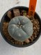 Lophophora williamsii 4-5 cm 7 years old seed ownroot flower seedling ロフォフォラ　烏羽玉　仔吹き　サボテン