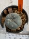 Lophophora williamsii 4-5 cm 7 years old seed ownroot flower seedling ロフォフォラ　烏羽玉　仔吹き　サボテン