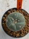 Lophophora williamsii 4-5 cm 7 years old seed ownroot flower seedling ロフォフォラ　烏羽玉　仔吹き　サボテン