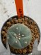 Lophophora williamsii 4-5 cm 7 years old seed ownroot flower seedling ロフォフォラ　烏羽玉　仔吹き　サボテン