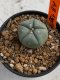 Lophophora williamsii 4-5 cm 7 years old seed ownroot flower seedling ロフォフォラ　烏羽玉　仔吹き　サボテン