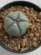 Lophophora williamsii 4-5 cm 7 years old seed ownroot flower seedling ロフォフォラ　烏羽玉　仔吹き　サボテン