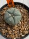 Lophophora williamsii 4-5 cm 7 years old seed ownroot flower seedling ロフォフォラ　烏羽玉　仔吹き　サボテン