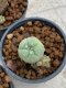 Lophophora Williamsii 4-5 cm 8 years old seed ownroot flower seedling ロフォフォラ　烏羽玉　仔吹き　サボテン