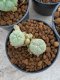 Lophophora Williamsii 4-5 cm 8 years old seed ownroot flower seedling ロフォフォラ　烏羽玉　仔吹き　サボテン