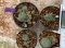 Lophophora Williamsii 4-5 cm 8 years old seed ownroot flower seedling ロフォフォラ　烏羽玉　仔吹き　サボテン