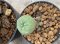 Lophophora Williamsii 4-5 cm 8 years old seed ownroot flower seedling ロフォフォラ　烏羽玉　仔吹き　サボテン