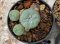 Lophophora Williamsii 4-5 cm 8 years old seed ownroot flower seedling ロフォフォラ　烏羽玉　仔吹き　サボテン