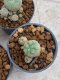 Lophophora Williamsii 4-5 cm 8 years old seed ownroot flower seedling ロフォフォラ　烏羽玉　仔吹き　サボテン