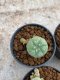 Lophophora Williamsii 4-5 cm 8 years old seed ownroot flower seedling ロフォフォラ　烏羽玉　仔吹き　サボテン