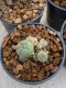 Lophophora Williamsii 4-5 cm 8 years old seed ownroot flower seedling ロフォフォラ　烏羽玉　仔吹き　サボテン