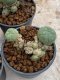 Lophophora Williamsii 4-5 cm 8 years old seed ownroot flower seedling ロフォフォラ　烏羽玉　仔吹き　サボテン