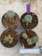 Lophophora Williamsii 4-5 cm 8 years old seed ownroot flower seedling ロフォフォラ　烏羽玉　仔吹き　サボテン