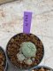 Lophophora Williamsii 4-5 cm 8 years old seed ownroot flower seedling ロフォフォラ　烏羽玉　仔吹き　サボテン