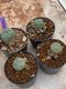 Lophophora Williamsii 4-5 cm 8 years old seed ownroot flower seedling ロフォフォラ　烏羽玉　仔吹き　サボテン