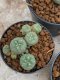 Lophophora Williamsii 4-5 cm 8 years old seed ownroot flower seedling ロフォフォラ　烏羽玉　仔吹き　サボテン