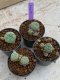 Lophophora Williamsii 4-5 cm 8 years old seed ownroot flower seedling ロフォフォラ　烏羽玉　仔吹き　サボテン