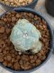 Lophophora Williamsii 4-5 cm 8 years old seed ownroot flower seedling ロフォフォラ　烏羽玉　仔吹き　サボテン