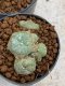 Lophophora Williamsii 4-5 cm 8 years old seed ownroot flower seedling ロフォフォラ　烏羽玉　仔吹き　サボテン