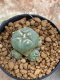 Lophophora Williamsii 4-5 cm 8 years old seed ownroot flower seedling ロフォフォラ　烏羽玉　仔吹き　サボテン