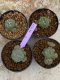 Lophophora Williamsii 4-5 cm 8 years old seed ownroot flower seedling ロフォフォラ　烏羽玉　仔吹き　サボテン