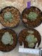 Lophophora Williamsii 4-5 cm 8 years old seed ownroot flower seedling ロフォフォラ　烏羽玉　仔吹き　サボテン