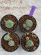 Lophophora Williamsii 4-5 cm 8 years old seed ownroot flower seedling ロフォフォラ　烏羽玉　仔吹き　サボテン