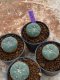 Lophophora Williamsii 4-5 cm 8 years old seed ownroot flower seedling ロフォフォラ　烏羽玉　仔吹き　サボテン