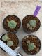 Lophophora Williamsii 4-5 cm 8 years old seed ownroot flower seedling ロフォフォラ　烏羽玉　仔吹き　サボテン