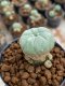 Lophophora Williamsii 4-5 cm 8 years old seed ownroot flower seedling ロフォフォラ　烏羽玉　仔吹き　サボテン