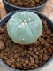 Lophophora Williamsii 4-5 cm 8 years old seed ownroot flower seedling ロフォフォラ　烏羽玉　仔吹き　サボテン