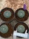 Lophophora Williamsii 4-5 cm 8 years old seed ownroot flower seedling ロフォフォラ　烏羽玉　仔吹き　サボテン