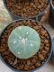 Lophophora Williamsii 4-5 cm 8 years old seed ownroot flower seedling ロフォフォラ　烏羽玉　仔吹き　サボテン