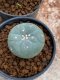 Lophophora Williamsii 4-5 cm 8 years old seed ownroot flower seedling ロフォフォラ　烏羽玉　仔吹き　サボテン