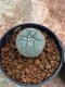 Lophophora Williamsii 4-5 cm 8 years old seed ownroot flower seedling ロフォフォラ　烏羽玉　仔吹き　サボテン