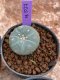 Lophophora Williamsii 4-5 cm 8 years old seed ownroot flower seedling ロフォフォラ　烏羽玉　仔吹き　サボテン