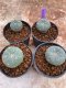 Lophophora Williamsii 4-5 cm 8 years old seed ownroot flower seedling ロフォフォラ　烏羽玉　仔吹き　サボテン