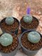 Lophophora Williamsii 4-5 cm 8 years old seed ownroot flower seedling ロフォフォラ　烏羽玉　仔吹き　サボテン