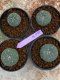 Lophophora Williamsii 4-5 cm 8 years old seed ownroot flower seedling ロフォフォラ　烏羽玉　仔吹き　サボテン