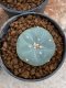 Lophophora Williamsii 4-5 cm 8 years old seed ownroot flower seedling ロフォフォラ　烏羽玉　仔吹き　サボテン