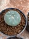 Lophophora Williamsii 4-5 cm 8 years old seed ownroot flower seedling ロフォフォラ　烏羽玉　仔吹き　サボテン