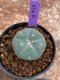 Lophophora Williamsii 4-5 cm 8 years old seed ownroot flower seedling ロフォフォラ　烏羽玉　仔吹き　サボテン