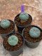 Lophophora Williamsii 4-5 cm 8 years old seed ownroot flower seedling ロフォフォラ　烏羽玉　仔吹き　サボテン