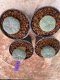 Lophophora Williamsii 4-5 cm 8 years old seed ownroot flower seedling ロフォフォラ　烏羽玉　仔吹き　サボテン