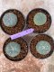 Lophophora Williamsii 4-5 cm 8 years old seed ownroot flower seedling ロフォフォラ　烏羽玉　仔吹き　サボテン