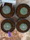 Lophophora Williamsii 4-5 cm 8 years old seed ownroot flower seedling ロフォフォラ　烏羽玉　仔吹き　サボテン