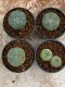 Lophophora Williamsii 4-5 cm 8 years old seed ownroot flower seedling ロフォフォラ　烏羽玉　仔吹き　サボテン