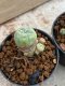 Lophophora Williamsii 4-5 cm 8 years old seed ownroot flower seedling ロフォフォラ　烏羽玉　仔吹き　サボテン